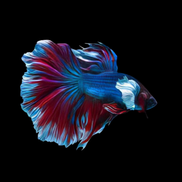 Super Delta Betta Male Blue Base 3cm