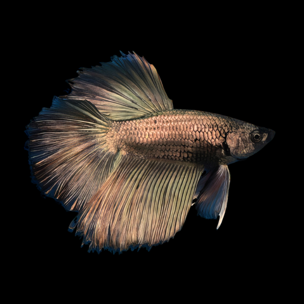 Super Delta Betta Male Copper 3cm