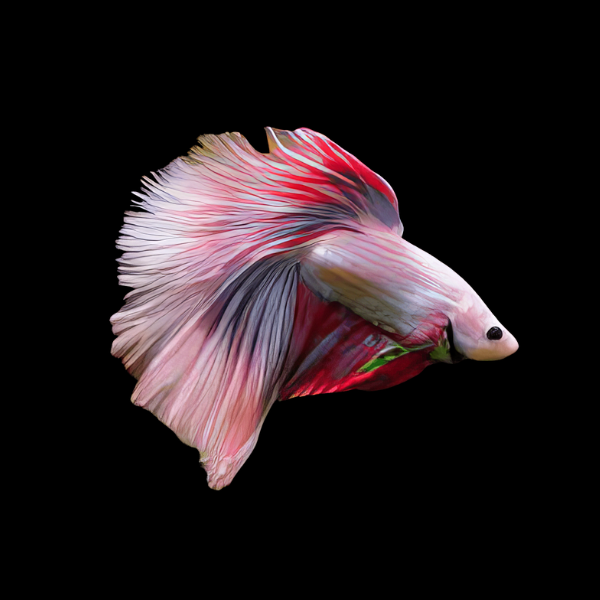 Super Delta Betta Male Pink Base 3cm