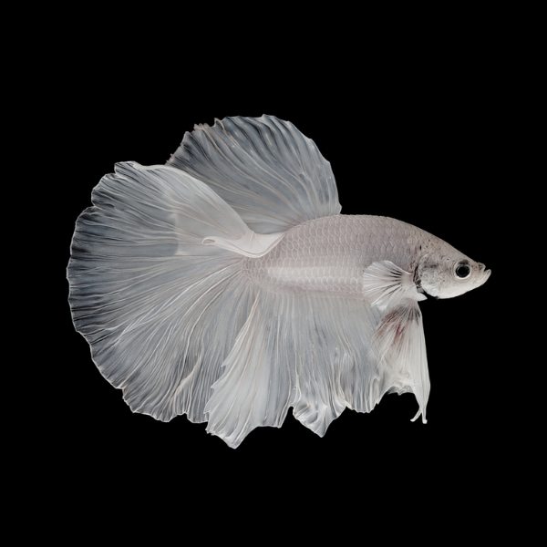 Super Delta Betta Male Platinum 3cm