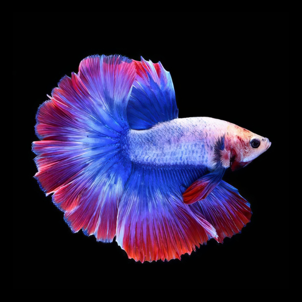 Super Delta Betta Male Tri Colour 3cm