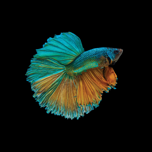 Super Delta Betta Male Turquoise Base 3cm