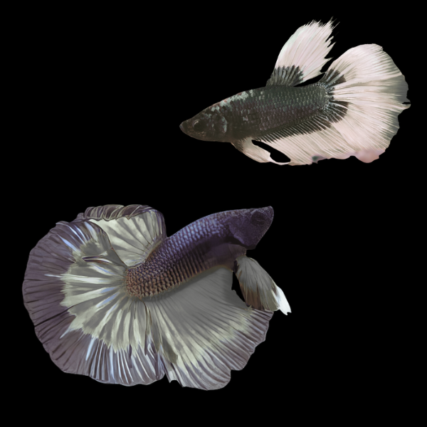 Super Delta Betta Pair Male & Female Black Base 3cm