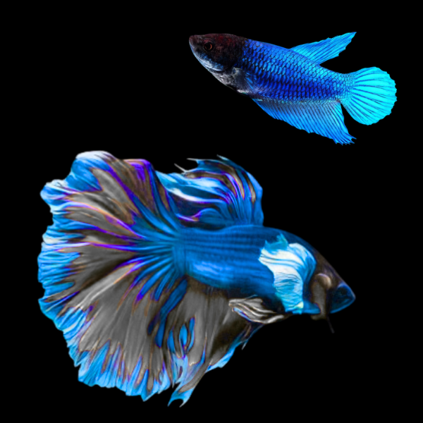 Super Delta Betta Pair Male & Female Blue Base 3cm