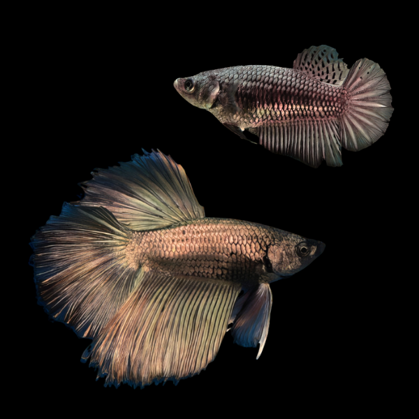 Super Delta Betta Pair Male & Female Copper 3cm