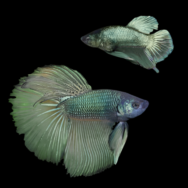 Super Delta Betta Pair Male & Female Green Base 3cm