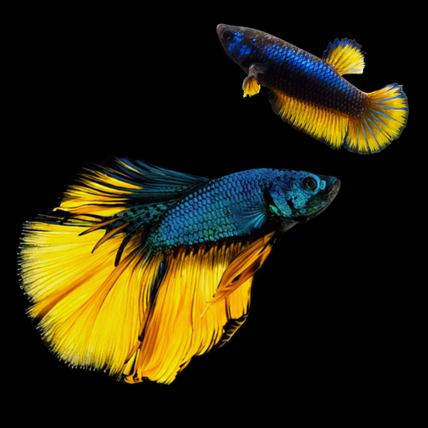 Super Delta Betta Pair Male & Female Mustard Gas 3cm