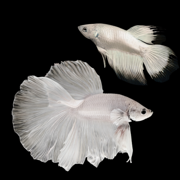 Super Delta Betta Pair Male & Female Platinum 3cm