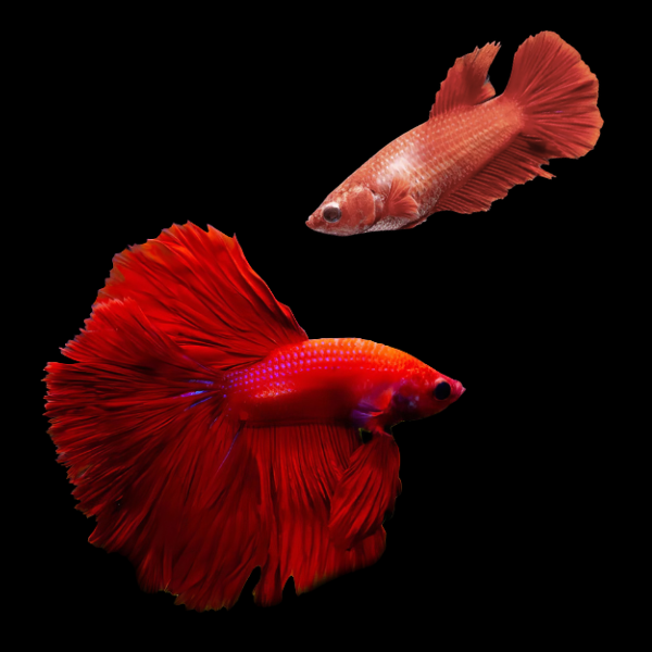Super Delta Betta Pair Male & Female Red 3cm