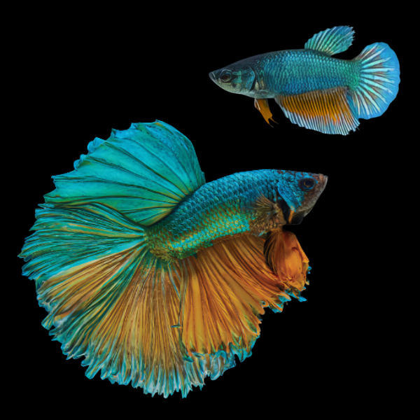 Super Delta Betta Pair Male & Female Turquoise Base 3cm