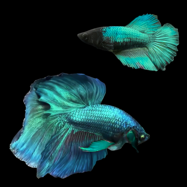 Super Delta Betta Pair Male & Female Turquoise 3cm