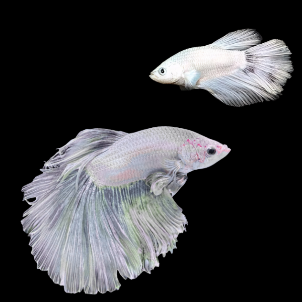 Super Delta Betta Pair Male & Female White Base 3cm