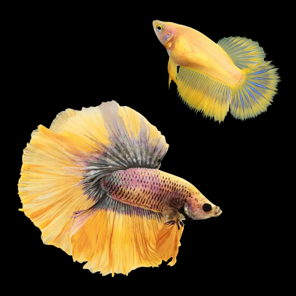 Super Delta Betta Pair Male & Female Yellow Base 3cm