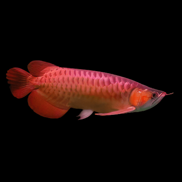 Super Fire Chilli Arowana Scleropages Formosus 20cm