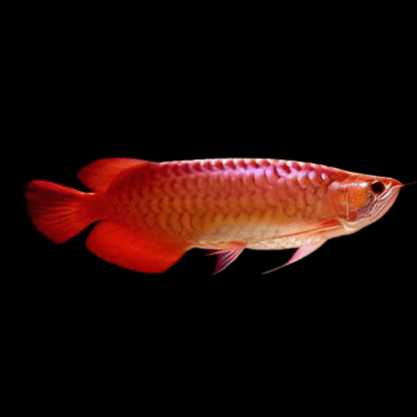 Super Red 24K Red Arowana Scleropages Formosus 20cm