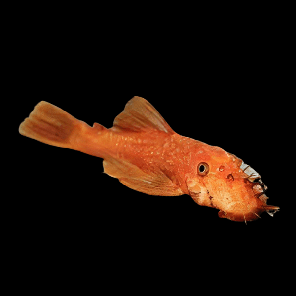 Super Red Bristlenose Pleco Ancistrus