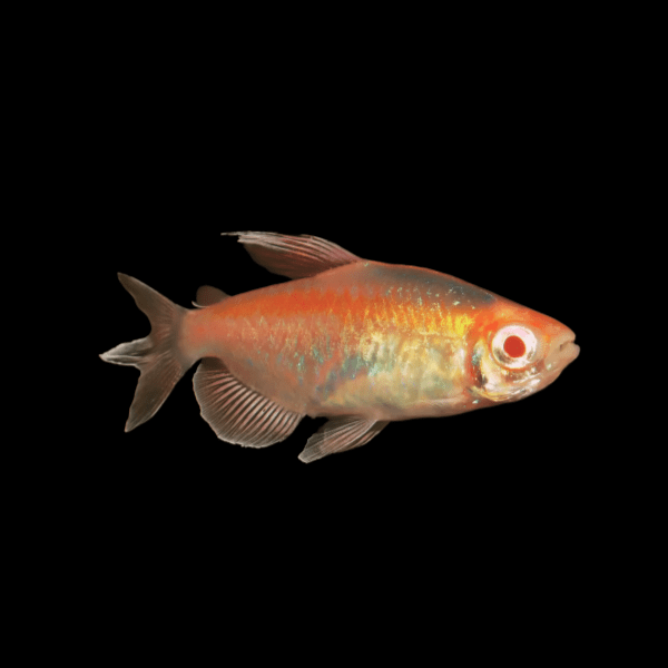 Super Red Congo Tetra Alestes Brichardi 2cm