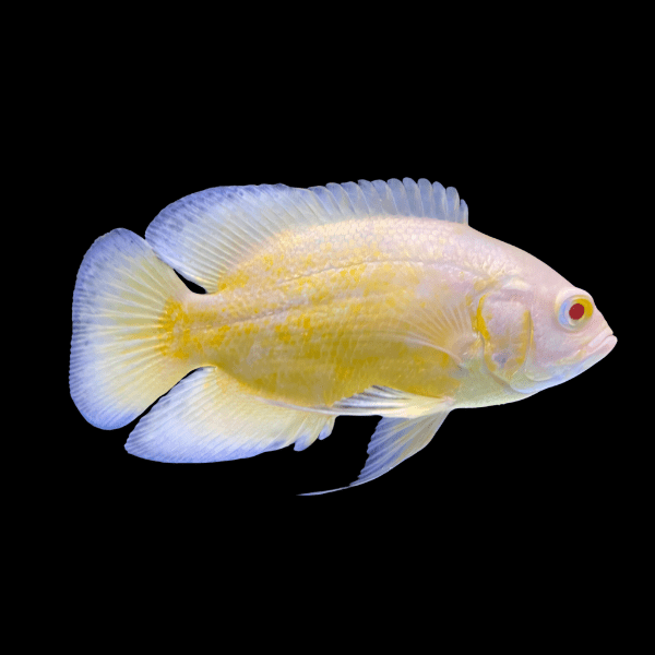 Super Yellow Oscar High Grade Astronotus Ocellatus 12cm