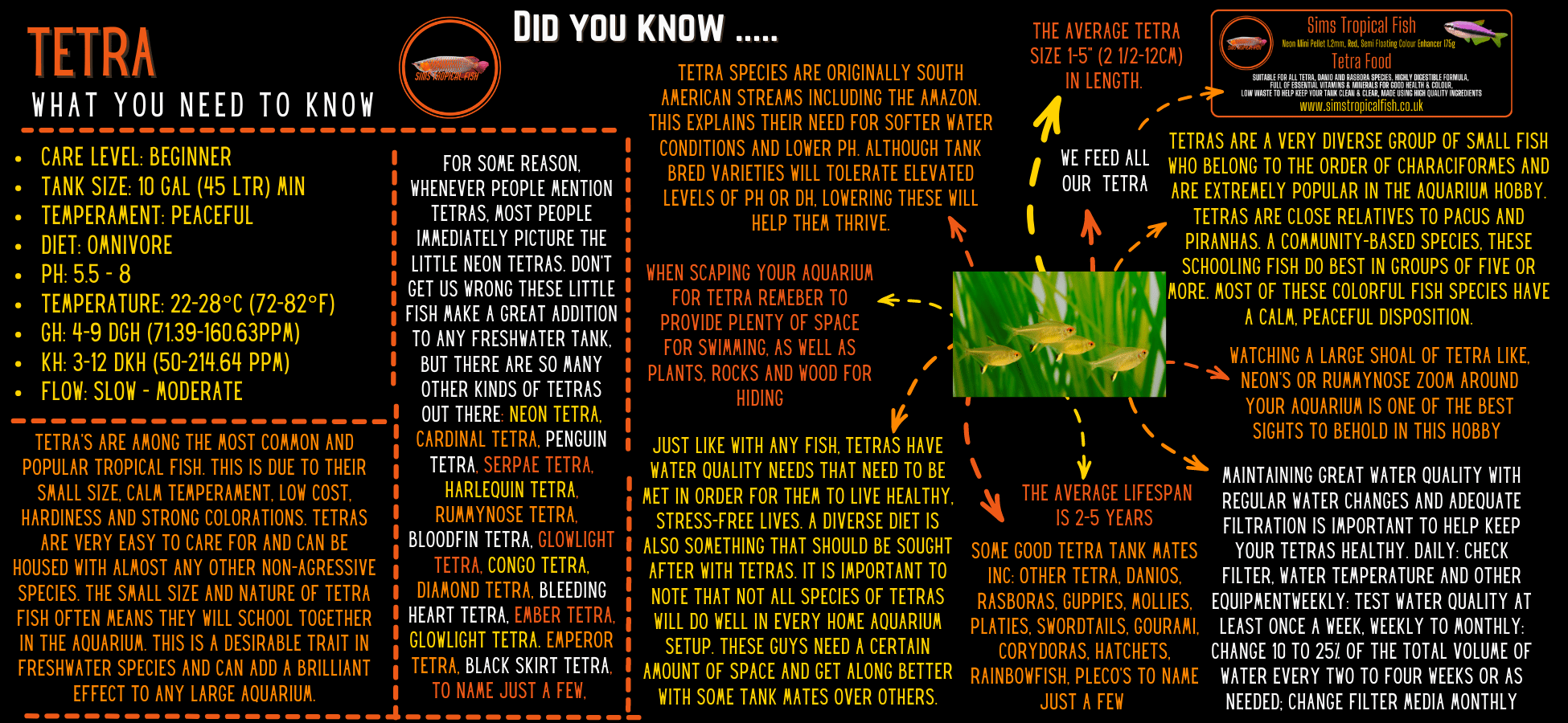 Bandtail Tetra Moenkhausia Dichroura 2cm - Image 3