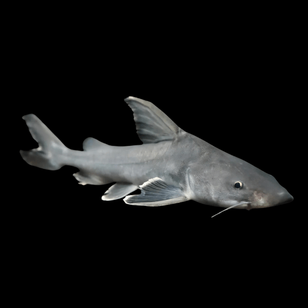 Thor Armoured Sea Catfish Hemiarius Stormii 20cm