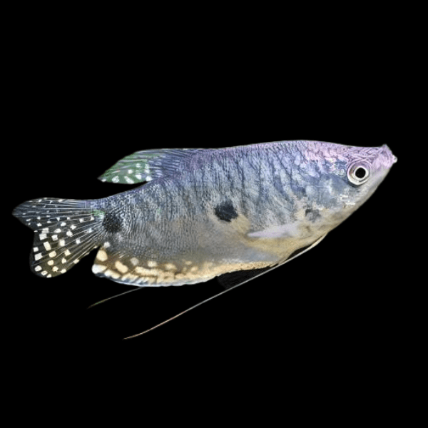 Three Spot Gourami Trichopodus Trichopterus 5cm