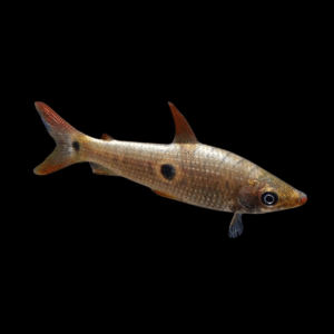 Three Spot Head stander Pseudanos Trimaculatus 5cm