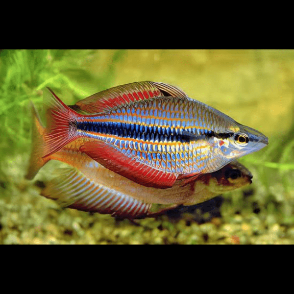 Three Stripe Rainbowfish Melanotaenia Trifasciatus 5cm - Image 4