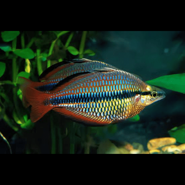 Three Stripe Rainbowfish Melanotaenia Trifasciatus 5cm - Image 5
