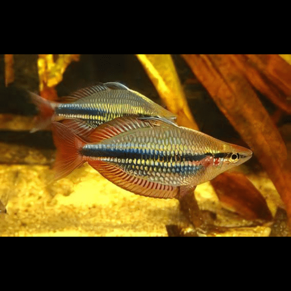 Three Stripe Rainbowfish Melanotaenia Trifasciatus 5cm - Image 7