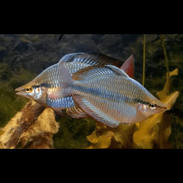Three Stripe Rainbowfish Melanotaenia Trifasciatus 5cm - Image 8