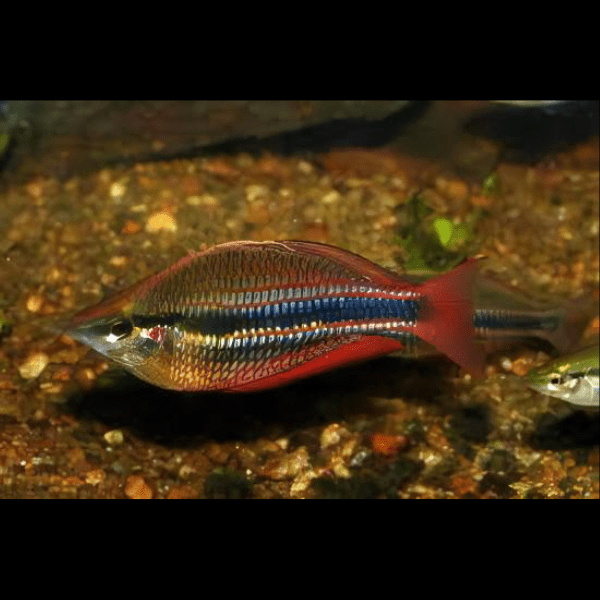 Three Stripe Rainbowfish Melanotaenia Trifasciatus 5cm - Image 6