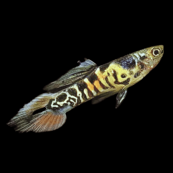 Tiger Male Endler Guppy Fish Poecilia Wingei 3cm