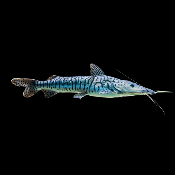 Tiger Shovelnose Catfish Pseudoplatystoma Fasciatum 6cm