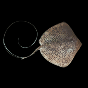 Tiger Whiptail Sting Ray Himantura Krempfi 30cm