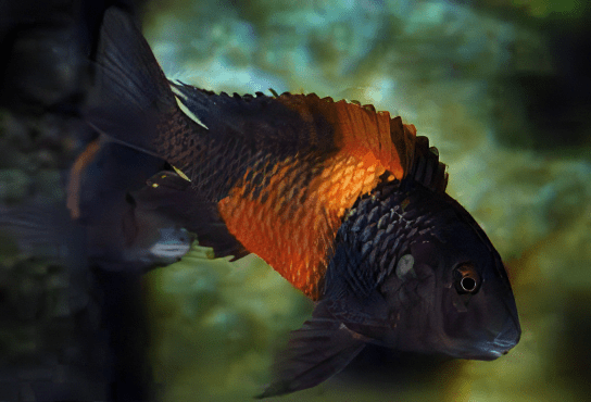 Tropheus Bemba Orange Flame Tanganyikan African Cichlids 4cm - Image 5