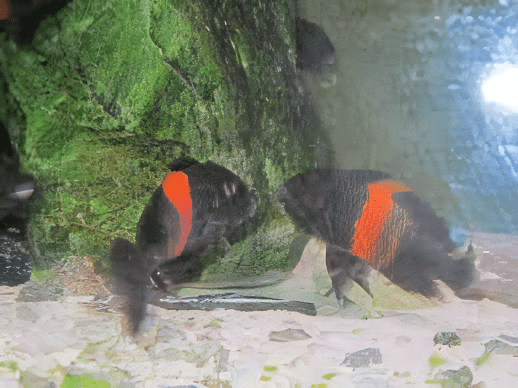 Tropheus Bemba Orange Flame Tanganyikan African Cichlids 4cm - Image 7