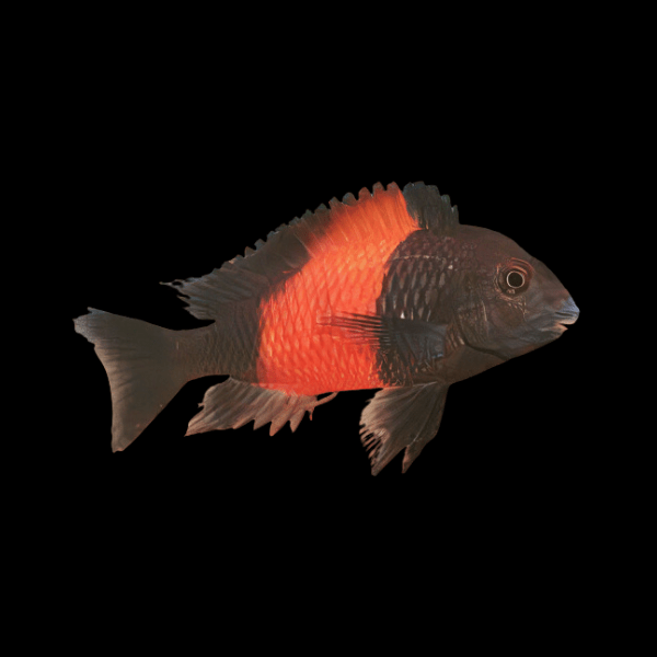 Tropheus Bemba Orange Flame Tanganyikan African Cichlids 4cm