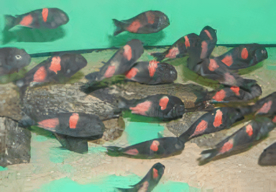Tropheus Bulu Point Tanganyikan African Cichlids 4cm - Image 9