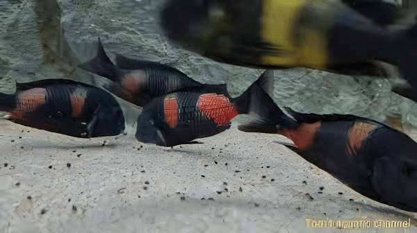 Tropheus Bulu Point Tanganyikan African Cichlids 4cm - Image 7
