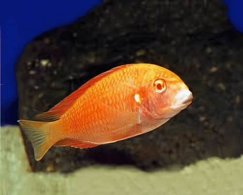 Tropheus Chipimbi Albino Tanganyikan African Cichlids 4cm - Image 5
