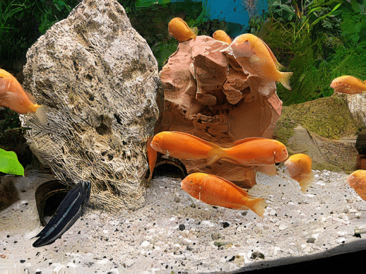 Tropheus Chipimbi Albino Tanganyikan African Cichlids 4cm - Image 10