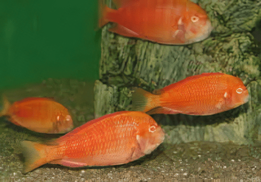 Tropheus Chipimbi Albino Tanganyikan African Cichlids 4cm - Image 7