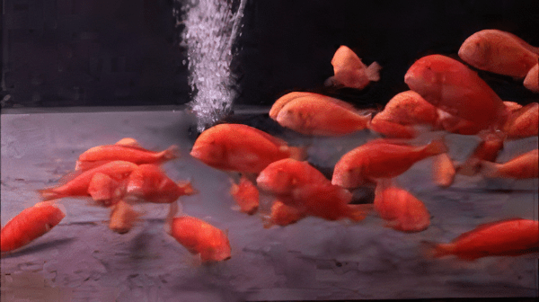 Tropheus Chipimbi Albino Tanganyikan African Cichlids 4cm - Image 8