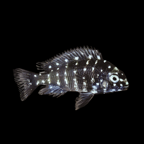 Tropheus Duboisi Tanganyikan African Cichlids 4cm