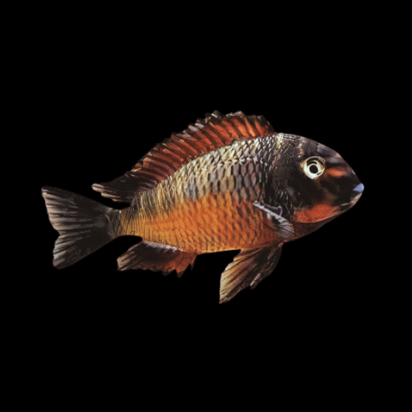 Tropheus Firefox Tanganyikan African Cichlids 4cm
