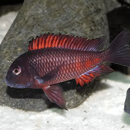 Tropheus Firefox Tanganyikan African Cichlids 4cm - Image 5