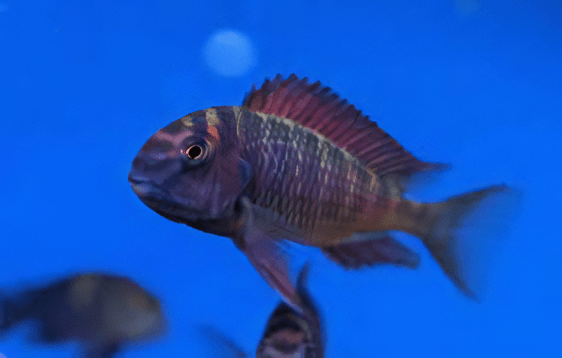 Tropheus Firefox Tanganyikan African Cichlids 4cm - Image 7