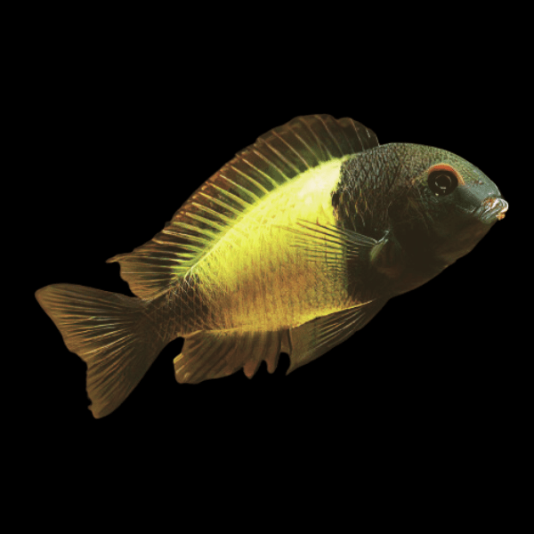 Tropheus Kaiser Ikola Tanganyikan African Cichlids 4cm