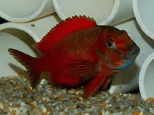 Tropheus Moliro Firecracker Tanganyikan African Cichlids 4cm - Image 5