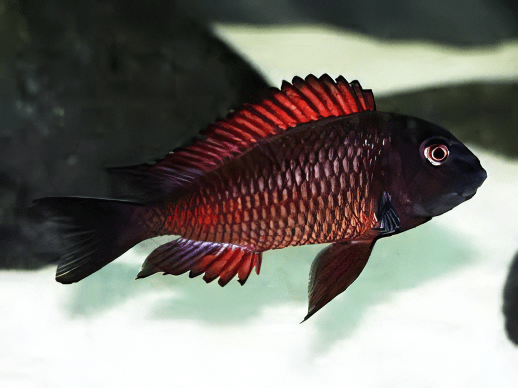 Tropheus Moliro Firecracker Tanganyikan African Cichlids 4cm - Image 7